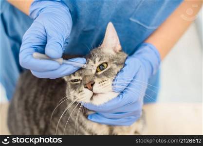 A veterinarian doctor uses eye drops to treat a grey cat. Veterinarian doctor uses eye drops to treat a cat