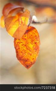 A vibrant, orange colored leaf glows in the sunlight of an autumn afternoon.. Orange Leaf In Autumn