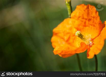 A vibrant, orange poppy blooms against a green background in summertime.. Orange Poppy