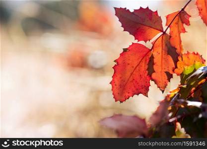 A vibrant, red Oregon grape leaf glows in a the sun of a fall afternoon.. Red Oregon Grape Leaf