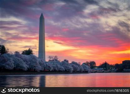 A vibrant springtime sunrise over Washington DC featuring the famous Tidal Basin Cherry Blossoms and Washington Monument.