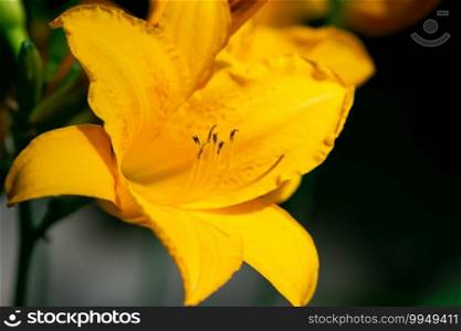 A vibrant, yellow day lily blooms in a summer flower garden.. Yellow Day Lily