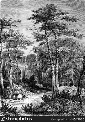 A View in the forest of Arcachon, vintage engraved illustration. Magasin Pittoresque 1858.