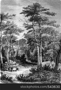 A View in the forest of Arcachon, vintage engraved illustration. Magasin Pittoresque 1858.