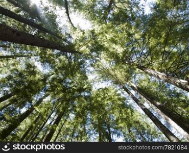 A view looking up at the perspective provided by tall evergreen trees in a Washington forest.