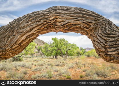 a view of a desert canyon near Moab, Utah (BArtlett Wash) with an old twisted cottonwood tree