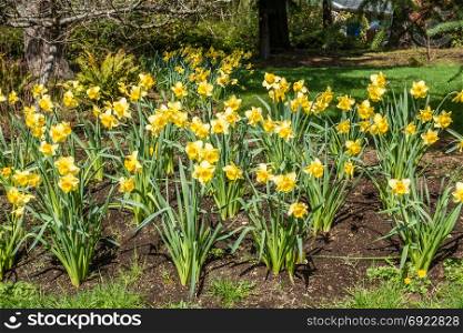A view of a garden of Daffodils.