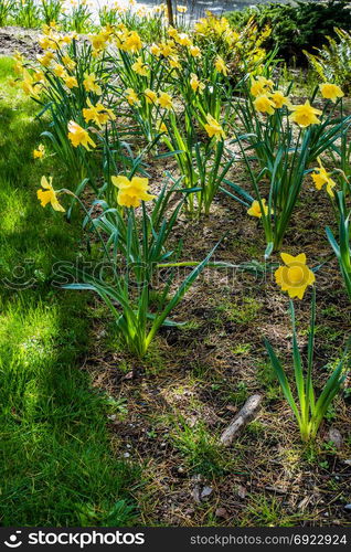 A view of a garden of Daffodils.