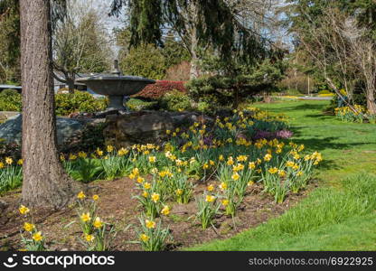 A view of a garden of Daffodils and a fountain.