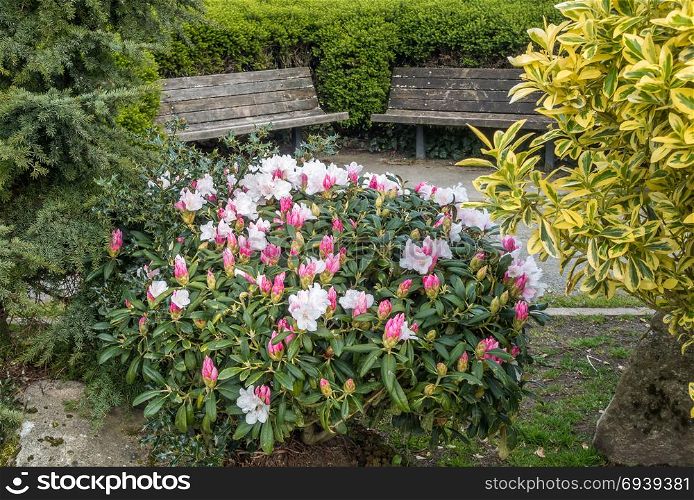 A view of a pink and white Rhododendron bush and wiiden benches,