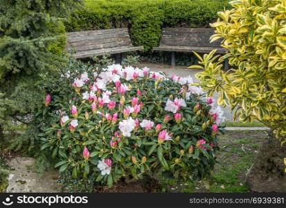 A view of a pink and white Rhododendron bush and wiiden benches,