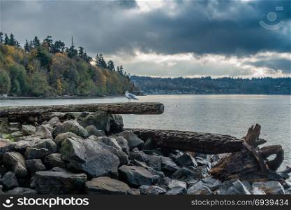 A view of a seagull along the shore at Saltwater State Park in Des Moines, Washington.