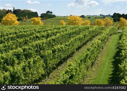 A view of a vineyard, growing cold-climate wines, near Sutton Forest, on the Southern Highlands of New South Wales, Australia