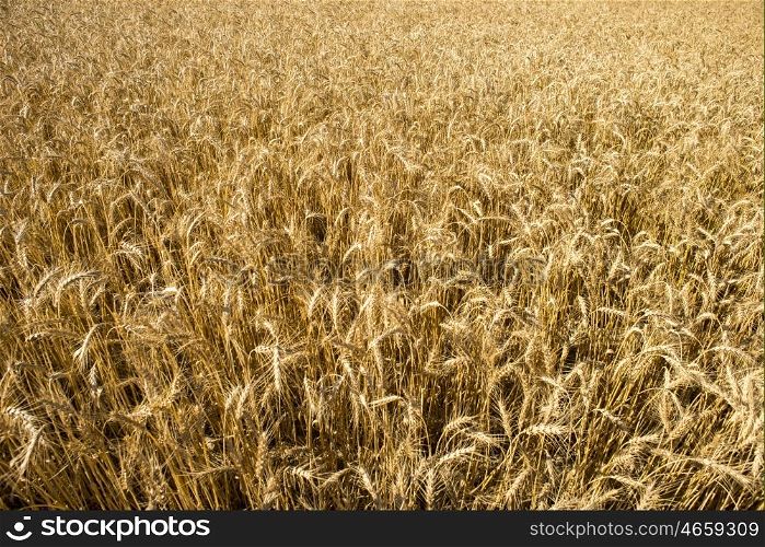 A view of a wheat field close to harvest from a high angle.