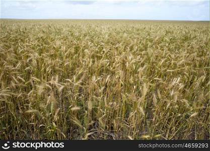 A view of a wheat field which stretches out in to the distance up to the horizon.