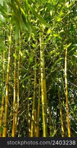 A view of bamboo forest with sunlight.