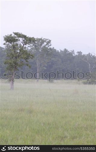 A view of Bardiya National Park grasslands