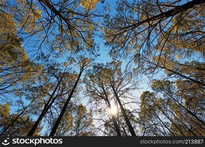 A view of Casuarina trees captured from the ground below, with a wide angle lens