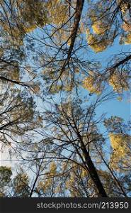 A view of Casuarina trees captured from the ground below, with a wide angle lens