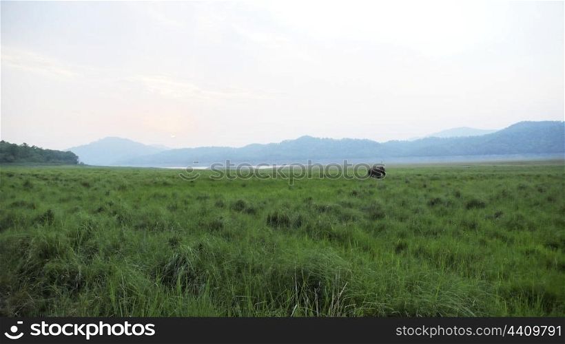 A view of dhikala grassland in Corbett National Park