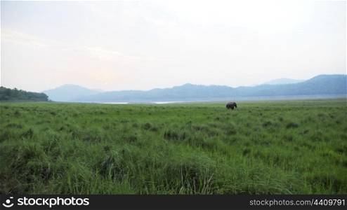 A view of dhikala grassland in Corbett National Park