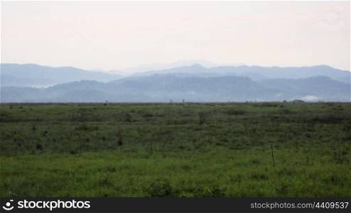 a view of dhikala grasslands in Corbett NP