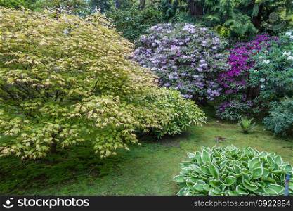 A view of flowering bushes in a Seattle garden.
