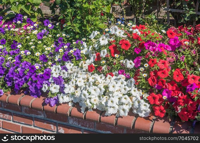 A view of red, white and purple Petunia flowers in summer time.