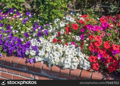 A view of red, white and purple Petunia flowers in summer time.