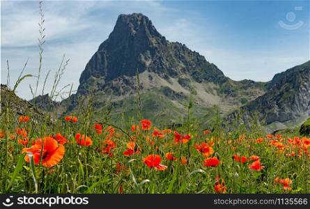 a view of the Pic du Midi d&rsquo;Ossau in the French Pyrenees with poppies