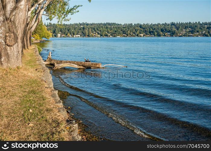 A view of the shoreline at Seward Park in Seattle, Washington. Mercer Island can be seen in the distance.