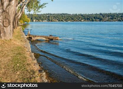 A view of the shoreline at Seward Park in Seattle, Washington. Mercer Island can be seen in the distance.