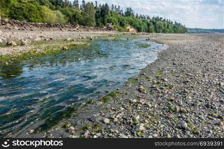 A view of the stream at Saltwater State Park in Des Moines, Washington.