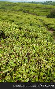 A view of the tea plantations in the southern regions of Tanzania.