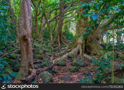 A view of trees in the Iao Valley in Maui, Hawaii.
