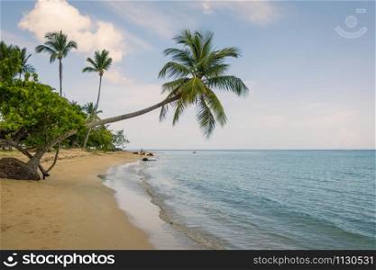A view of tropical beach with sea sand palm trees and blue sky,Grand Bahia beach,El Portillo,Samana peninsula,Dominican republic.