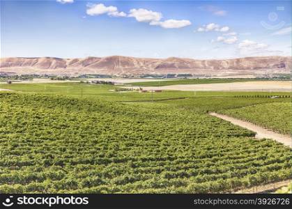 A view of vineyards on Red Mountain. Red Mountain is an American Viticultural Area (AVA) in the eastern half of Washington State.