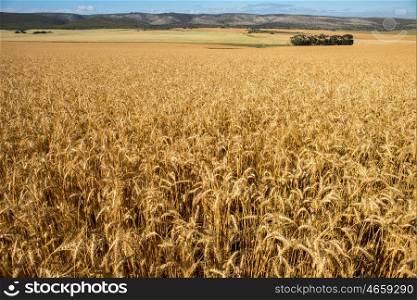 A view of wheat fields stretching out in to the distance with mountains in the background.