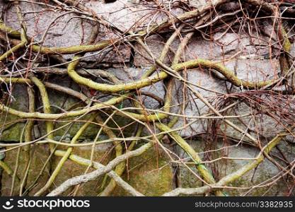 A vine on a rock with no leaves