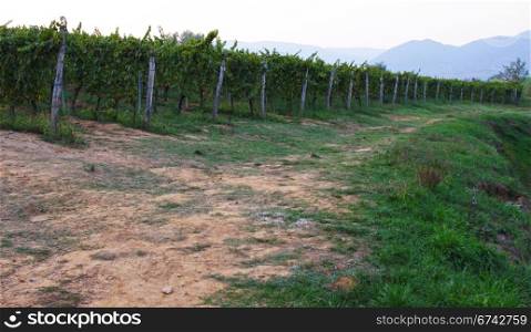 A vineyard at dusk in Tuscany, Italy.. Vineyard in Tuscany