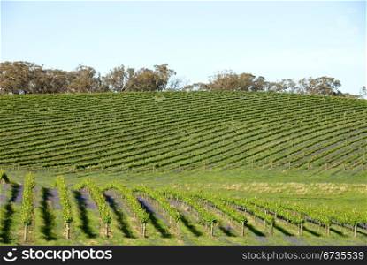 A vineyard near Young, New South Wales, Australia