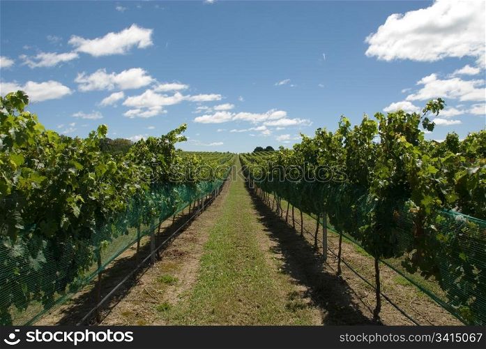 A vineyard on the Southern Highlands of New South Wales, Australia