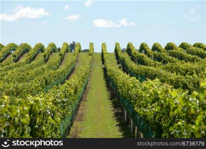 A vineyard on the Southern Highlands of New South Wales, Australia