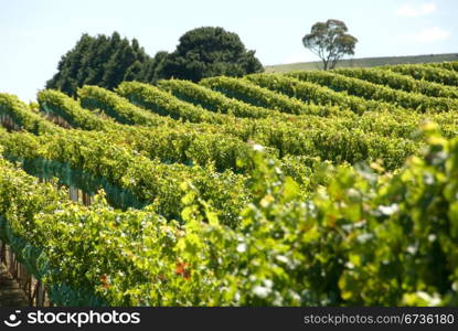 A vineyard on the Southern Highlands of New South Wales, Australia