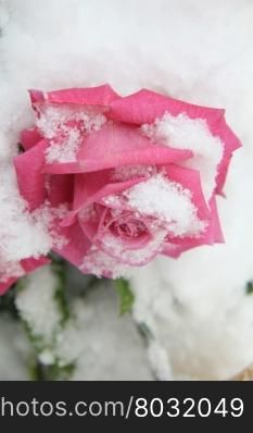 a vivid pink rose in the snow