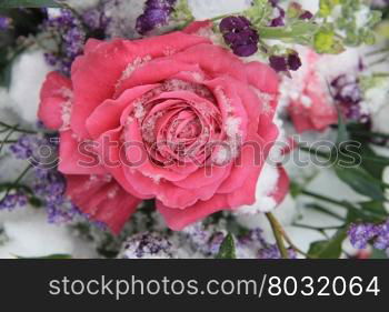 a vivid pink rose in the snow