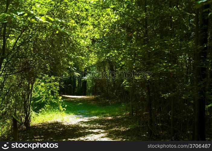 A waliking path through a green forest