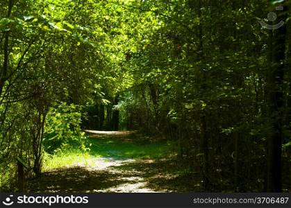 A waliking path through a green forest