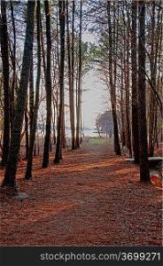 A walking path through a green forest
