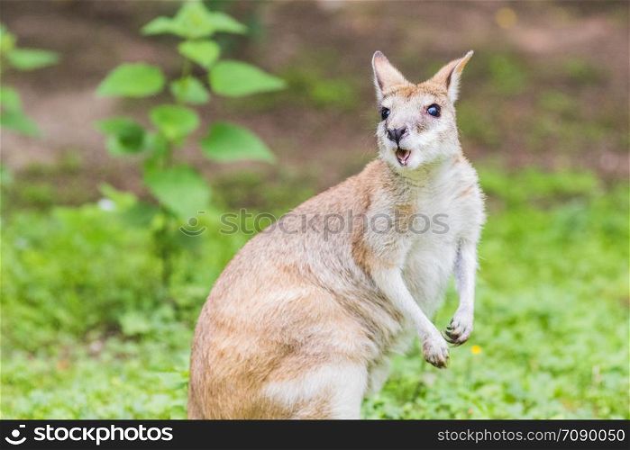 A Wallaby, an Australasian marsupial that is similar to, but smaller than, a kangaroo.
